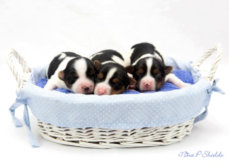 Basket Full of Puppy Love
