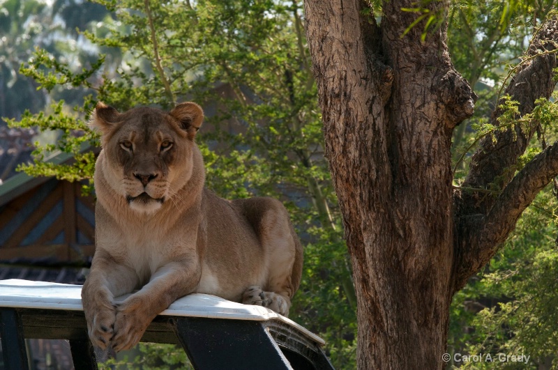 Taken at the Wild Animal Park in California, 2010.