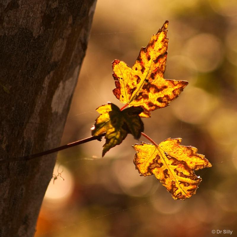 Morning Leaf