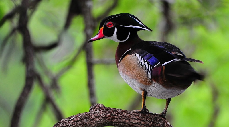 Wood Duck