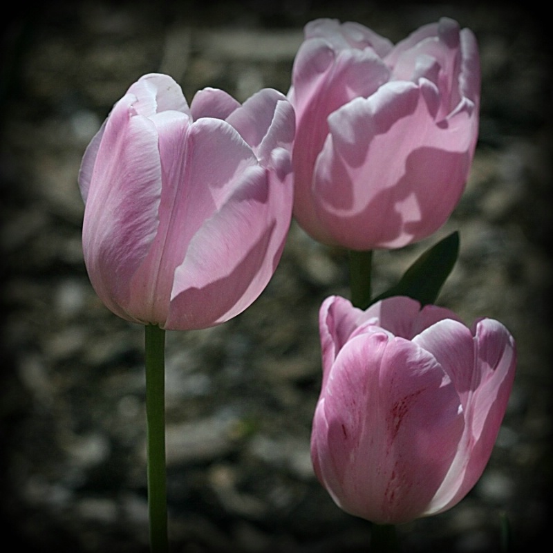 3 Tulips Squared