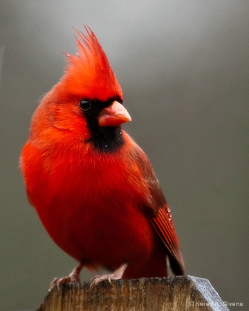 Bright Red Feathers
