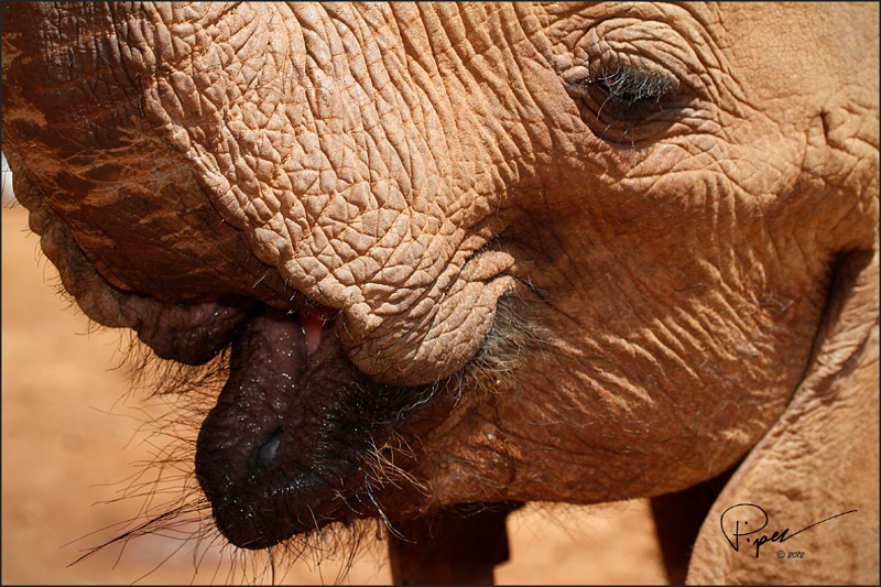 Elephant Lips