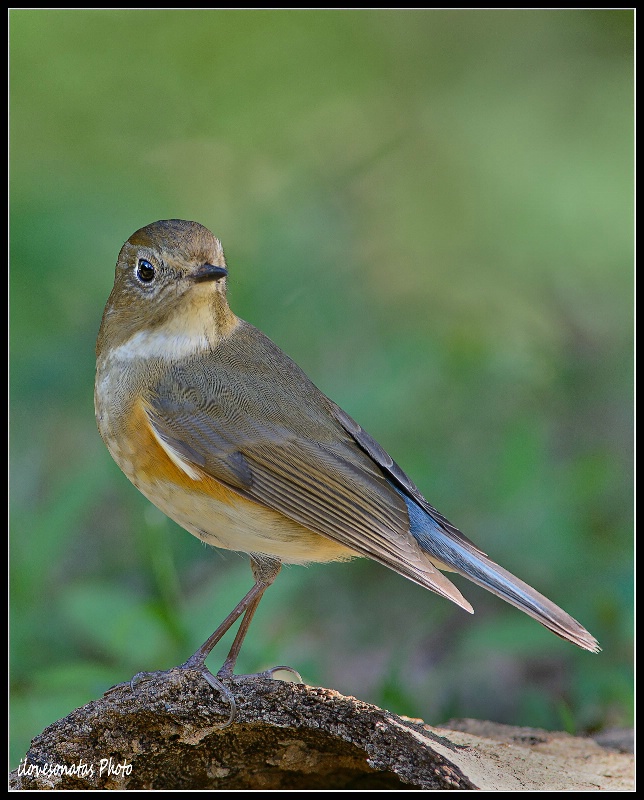 Red-flanked Bluetail Robin (female)
