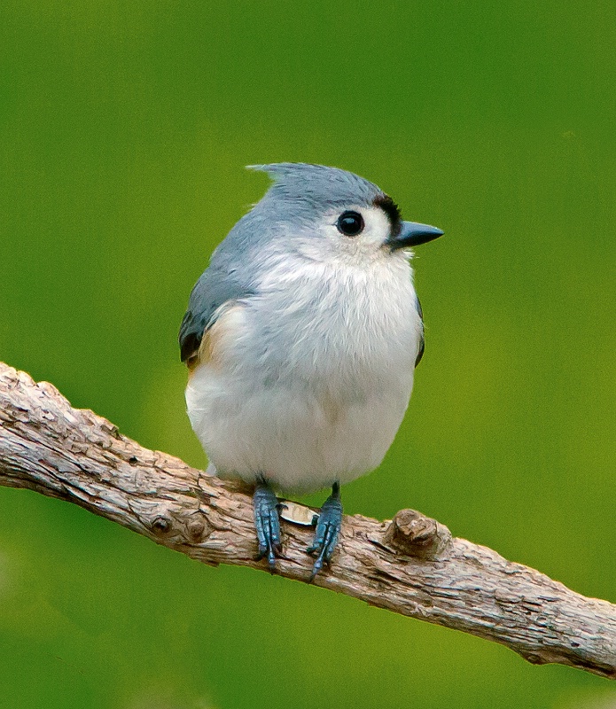 Titmouse