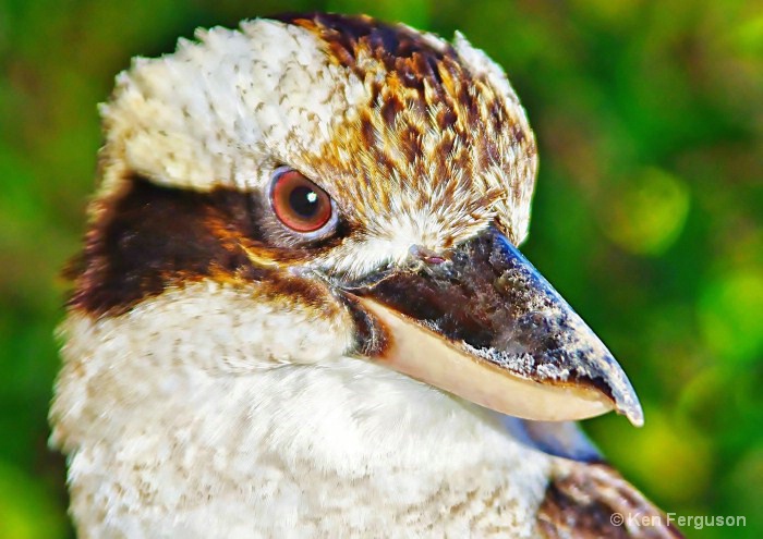 Kookaburra