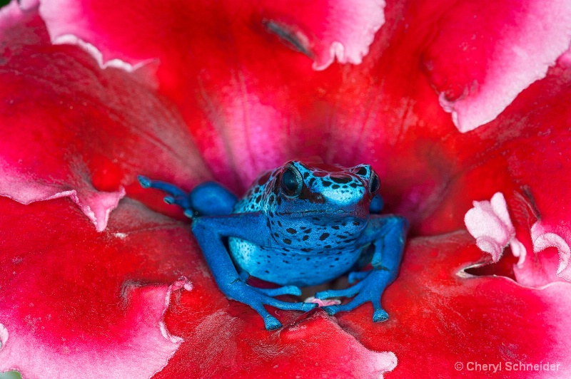 Blue Dart Frog 1007