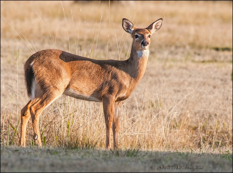 Whitetail Doe