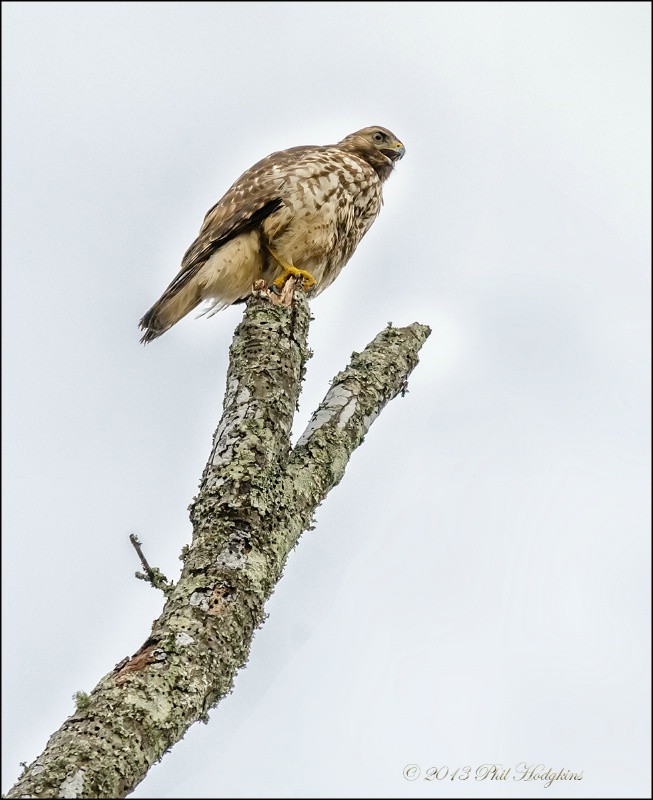 Cooper's Hawk