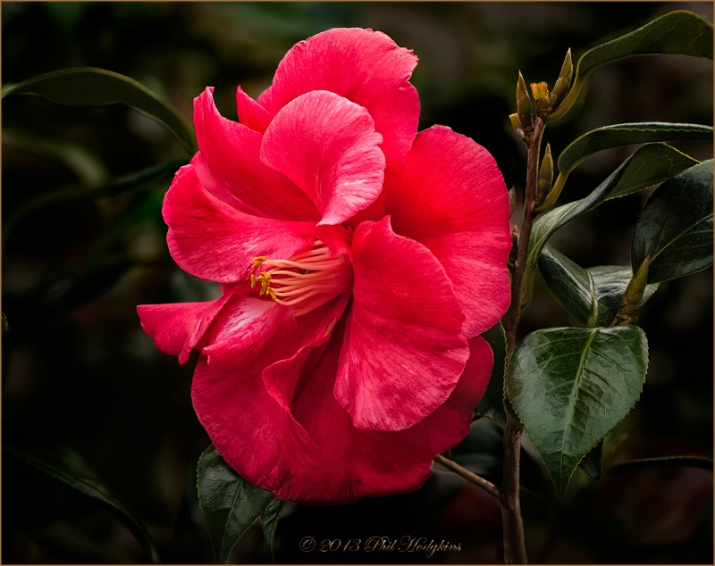 Red Camellia