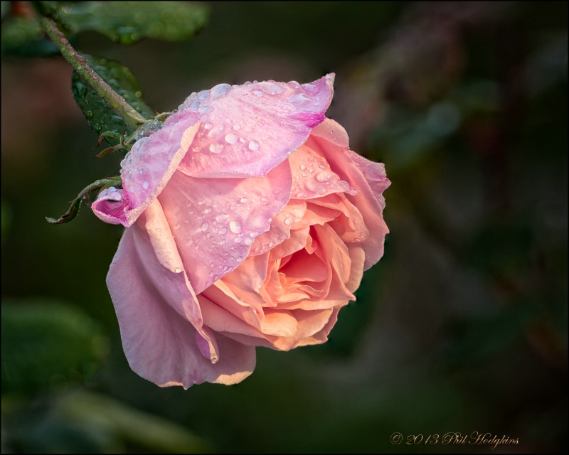 "Queen Elizabeth" Tea Rose