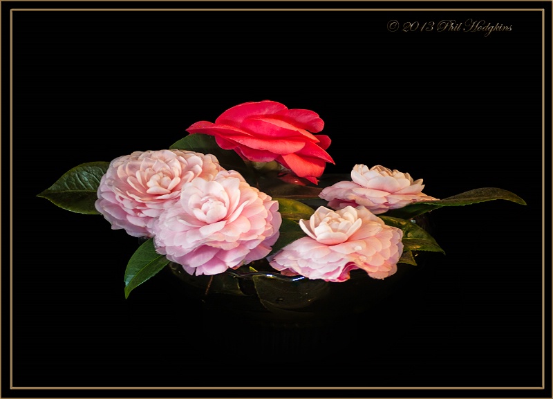 Camellia Still Life