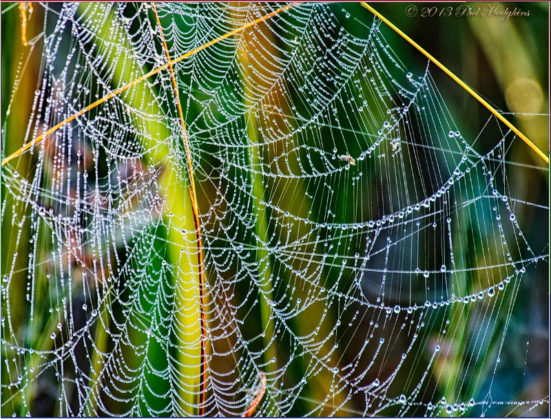 Rainbow Spider Web