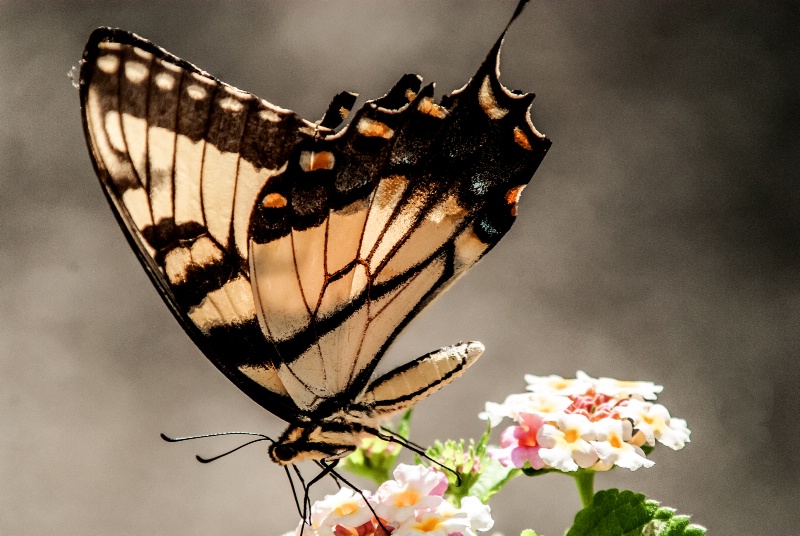 Dance of the Swallow Tail 