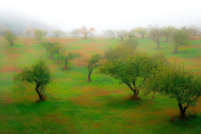 Apple Orchard in Fog