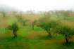 Apple Orchard in ...