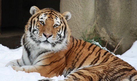 Tiger in snow. f/5.6, xs 1/100, iso 200. Jim I fin