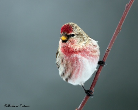 Male Common Redpoll