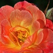 Shades of Apricot