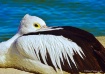 Aussie Pelican