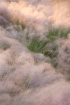 Cotton Candy