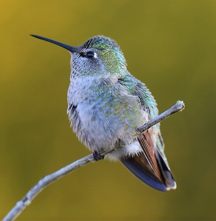Anna's Hummingbird Profile