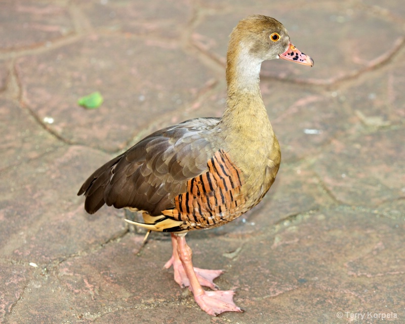Duck at Victoria Butterfly Gardens - ID: 13656957 © Terry Korpela
