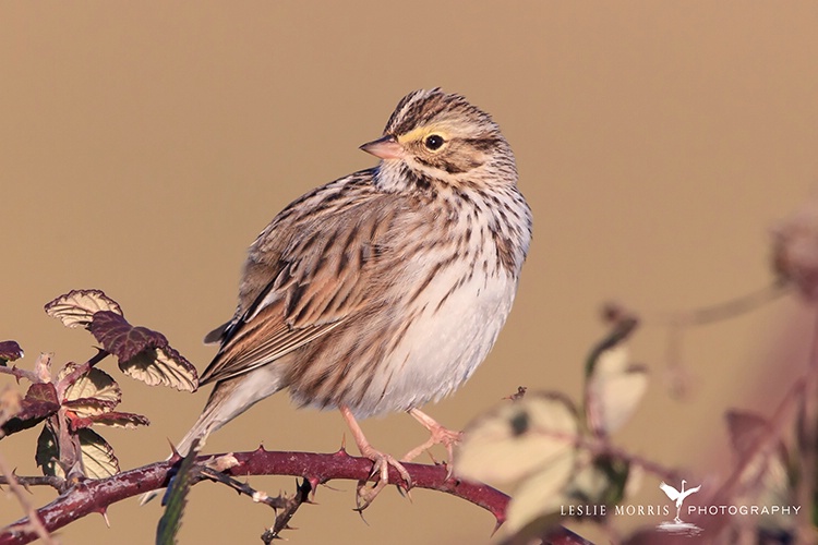 Savannah Sparrow - ID: 13657133 © Leslie J. Morris