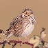 © Leslie J. Morris PhotoID # 13657133: Savannah Sparrow