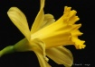 Daffodil