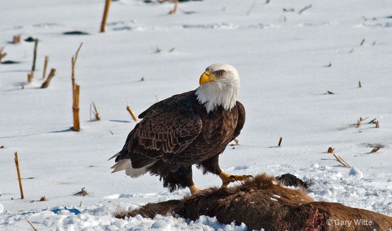 A Hungry Eagle