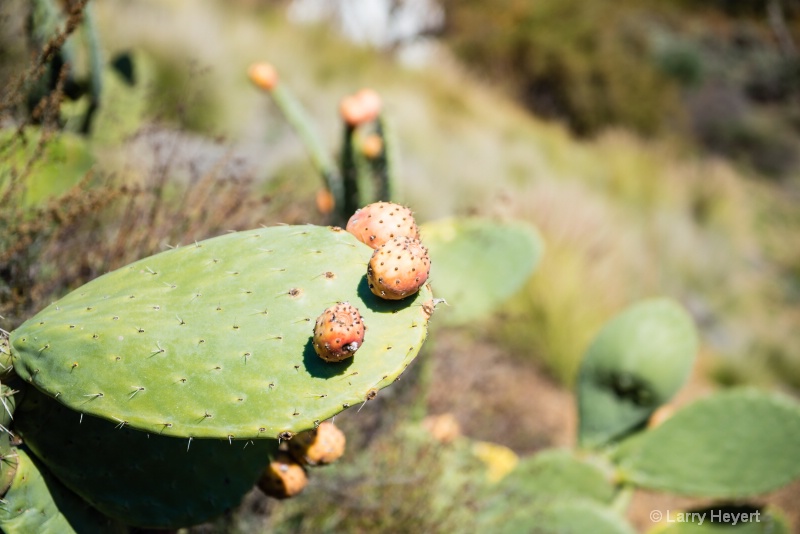 Cactus in Ojai, CA