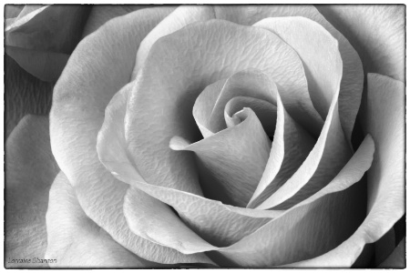 Landon's Rose