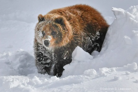 Grizzly in Snow