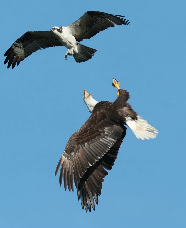 Osprey Dives on an Eagle