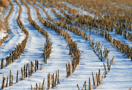 ~ SNOW IN THE ROWS ~
