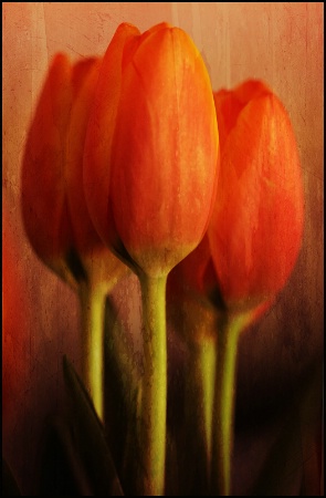 Fire Tulips