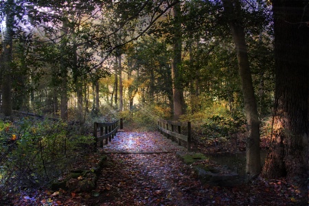 Beyond the Wooden Bridge