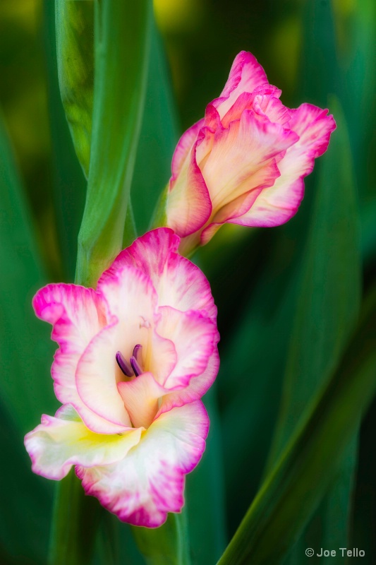 Spring Flower