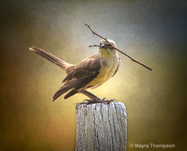 Bird on Post - ID: 13659971 © Mayra Thompson