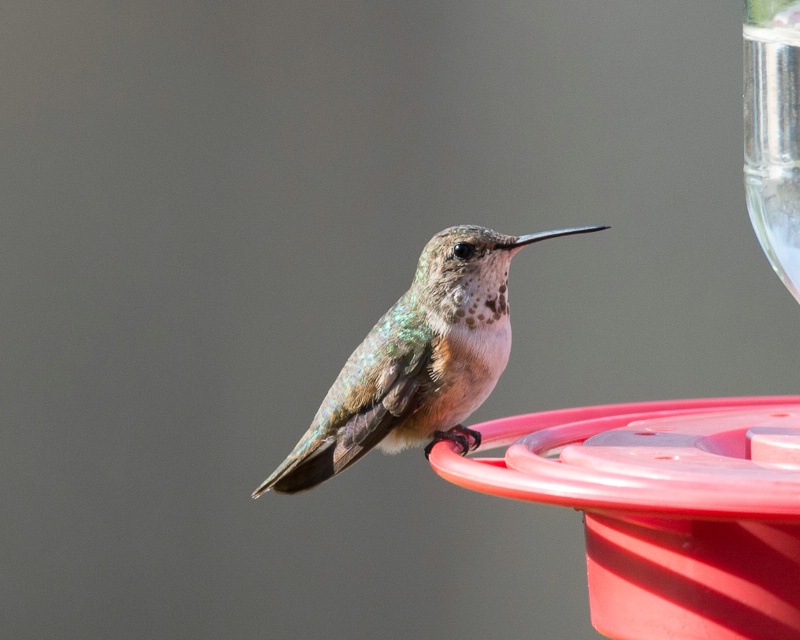 Rufous Hummingbird - Nov. 29th, 2012 - ID: 13660099 © John Shemilt
