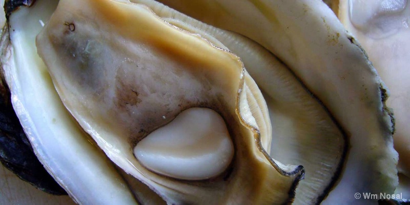 Steamed Blue Point Oyster