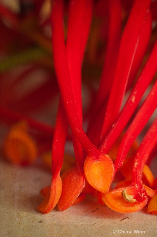 Australian Rainforest Flower Close up