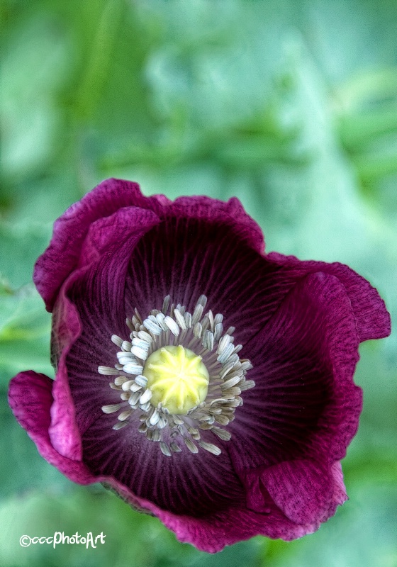 Pristine Purple Poppy