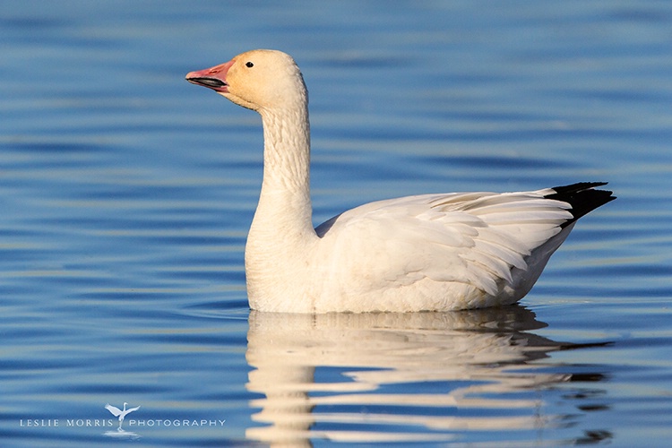 Snow Goose Portrait - ID: 13660630 © Leslie J. Morris