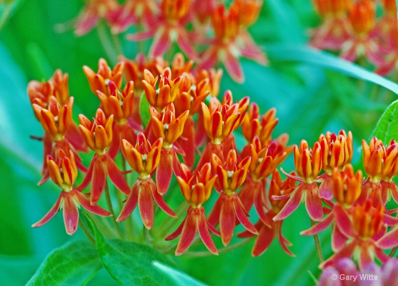 Butterfly Milkweed