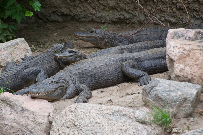 Getting in Some Sun Time - ID: 13660873 © Jim Klages