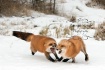 A pair Fox in Kal...