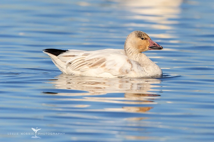 Juvenile Snow Goose - ID: 13661950 © Leslie J. Morris