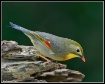 Red-billed Leioth...